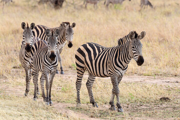 Naklejka na ściany i meble Zebras im Tarangire-Nationalpark in Tansania