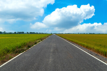straight road between the green and golden rice fields has a bright sky and clouds.