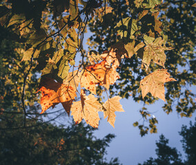Obraz na płótnie Canvas autumn leaves on a tree autumn cold sky 