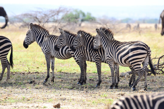 Zebraherde im Tarangire-Nationalpark in Tansania