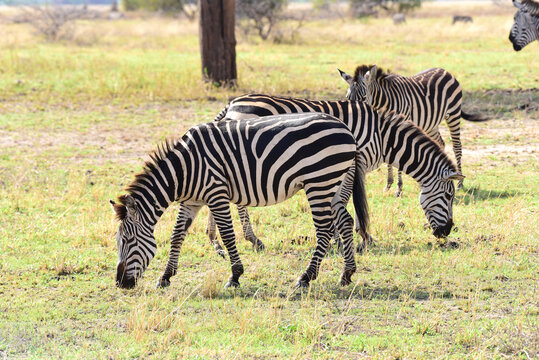 Zebras im Tarangire-Nationalpark in Tansania