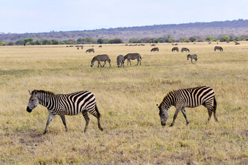 Fototapeta na wymiar Zebras im Tarangire-Nationalpark in Tansania