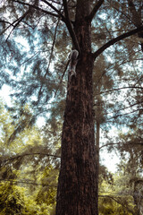 Ardilla bajando de un arbol