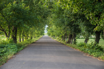 Alley. Asphalt road with trees on the side of the road.