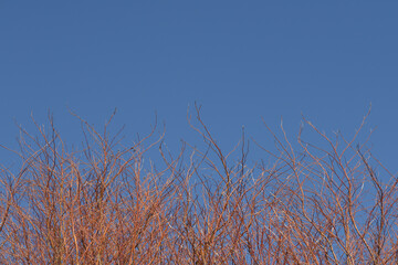 Äste in der Abendsonne