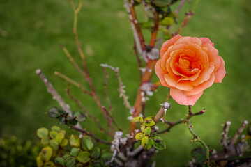 A unique way of colorful flowers