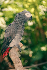 A colorful macaw parrot closeup...