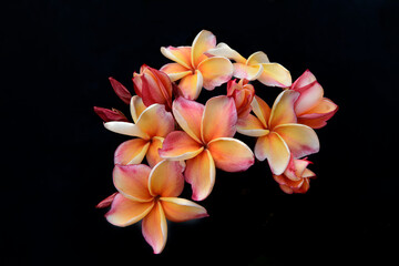 Close up of plumeria flowers  on black background.