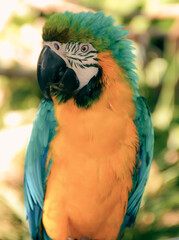 A colorful macaw parrot closeup...