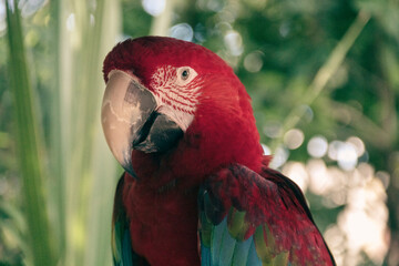 A colorful macaw parrot closeup...