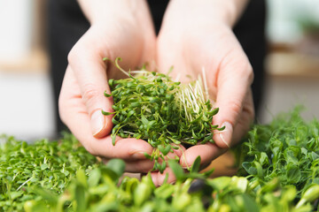 Naklejka na ściany i meble Women holding in hands microgreens cutted sprouts. Healthy superfood eating concept.