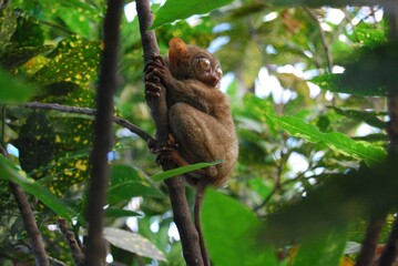 Baby Tarsier on the tree branch tropical rainforest  habitat