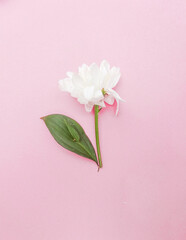 White rose isolated on pastel pink background . Flat lay .Spring creative concept