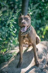 Young handsome pit bull terrier in the summer forest.