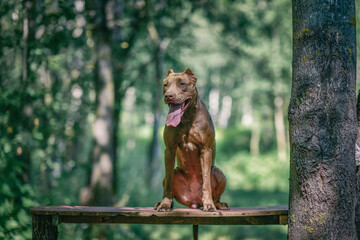 Fototapeta na wymiar Young handsome pit bull terrier in the summer forest.