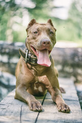 Young handsome pit bull terrier in the summer forest.