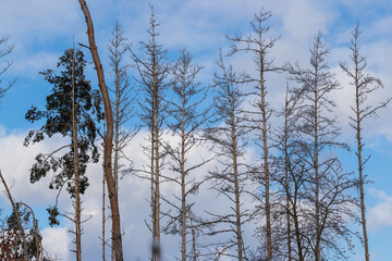 Tops of bare trees without leaves. The blue sky is in the background.