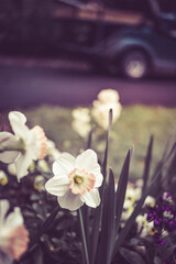 A bunch of colorful Daffodils in a garden at Mobile, Alabama 