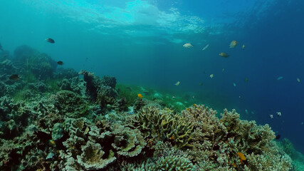 Fototapeta na wymiar Beautiful underwater world with coral reef and tropical fishes. Philippines. Travel vacation concept