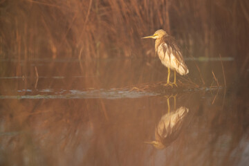 A view throught the bush, Squacco Heron at Asker marsh, Bahrain