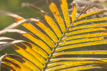 Withered leaves of palm tree and cobweb at sunset.