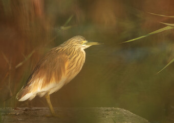 Squacco Heron at Asker marsh, Bahrain