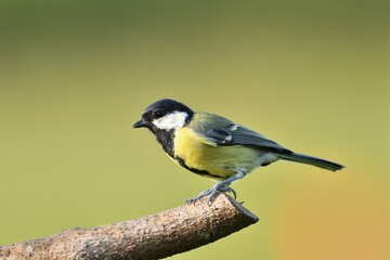 Great tit sitting on a tree branch in winter snow