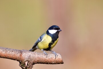 Obraz premium Great tit sitting on a tree branch in winter snow