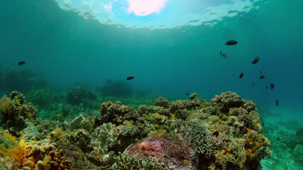 Underwater Colorful Tropical Fishes. Tropical underwater sea fishes. Philippines.