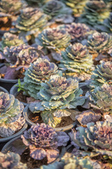 Fototapeta premium Closed up lettuce in vegetable garden at the sunset