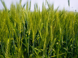 Raw green wheat field at sunrise, sky, winter landscape