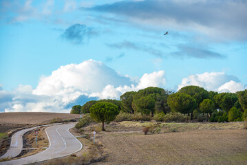 Wooded pine forests of Castilla y Leon