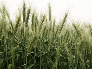 Raw green wheat field at sunrise, sky, winter landscape