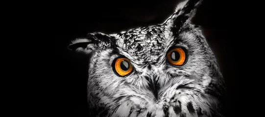 Foto op Plexiglas A close look of the eyes of a horned owl on a dark background. © vladk213
