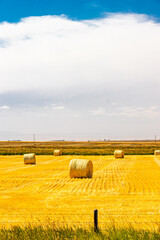 Haybales in a wheat field. Lethbridge County, Alberta, Canada