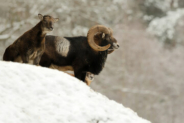 Mufflons im Winter
