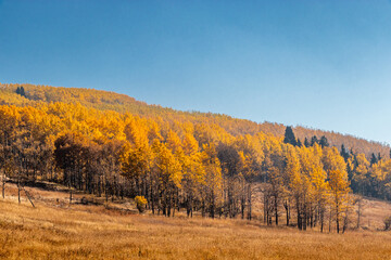 Fototapeta premium Fall colours in the Big C Country. MD of Big Horn, Alberta, Canada