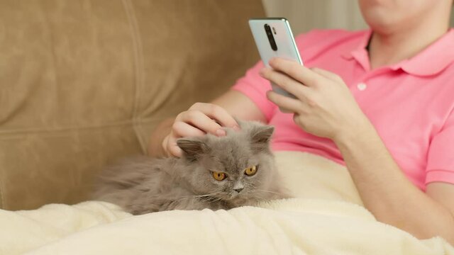 Man with a British cat sits on the couch, uses a mobile phone and strokes a cat