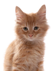Maine Coon Kitten