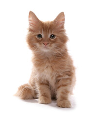 Maine Coon Kitten