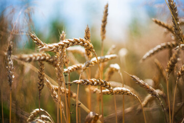Fototapeta premium Wheat in the field. Close-up. Selective focus. Blurred background.