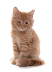 Maine Coon Kitten