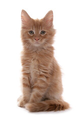 Maine Coon Kitten
