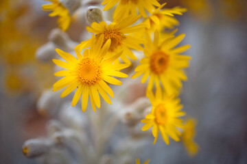 yellow flowers of the sun