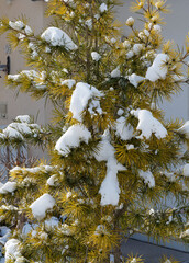 Pinus mugo ou Pin de montagne au feuillage à aiguilles fasciculées vert jaunâtre couvert de neige
