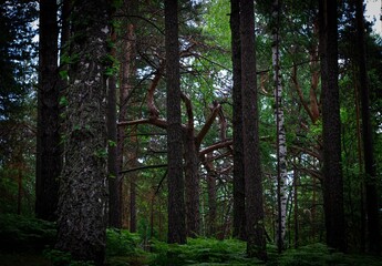 Fototapeta premium morning in the forest