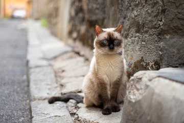 Fotobehang Un magnifique chat Sacré de Birmanie dans les rues de Lyon, France © Matthieu