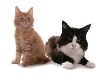 Maine Coon Black and White Cat with ginger kitten