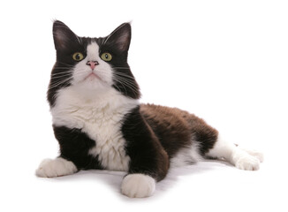 Maine Coon Black and White Cat