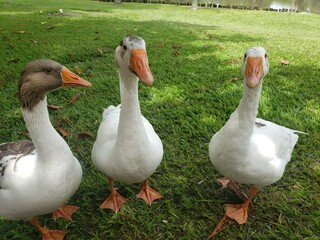 group of geese